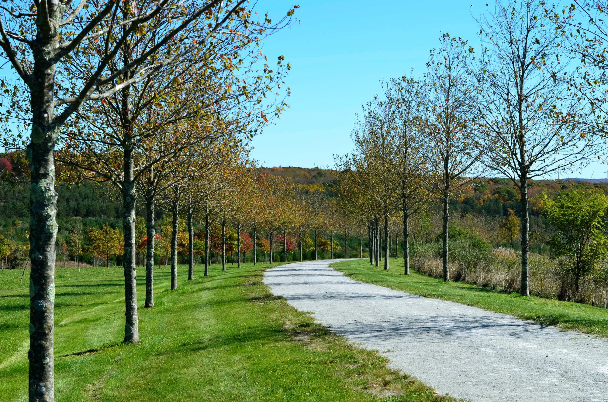 A trail lined with trees.