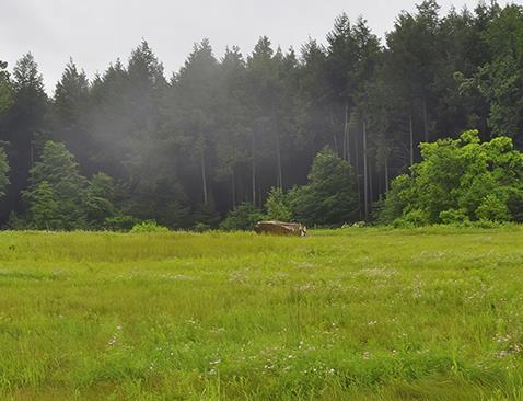 A grove of grass and trees with a sandstone boulder in the field