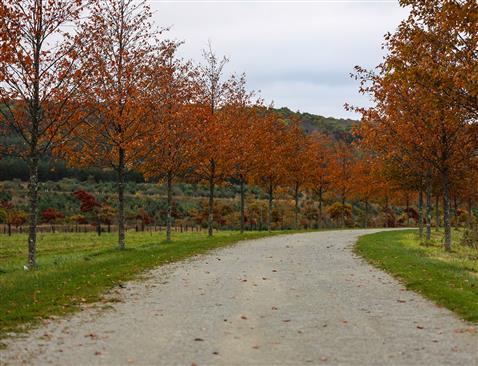 A trail lined with maple trees with orange leaves.