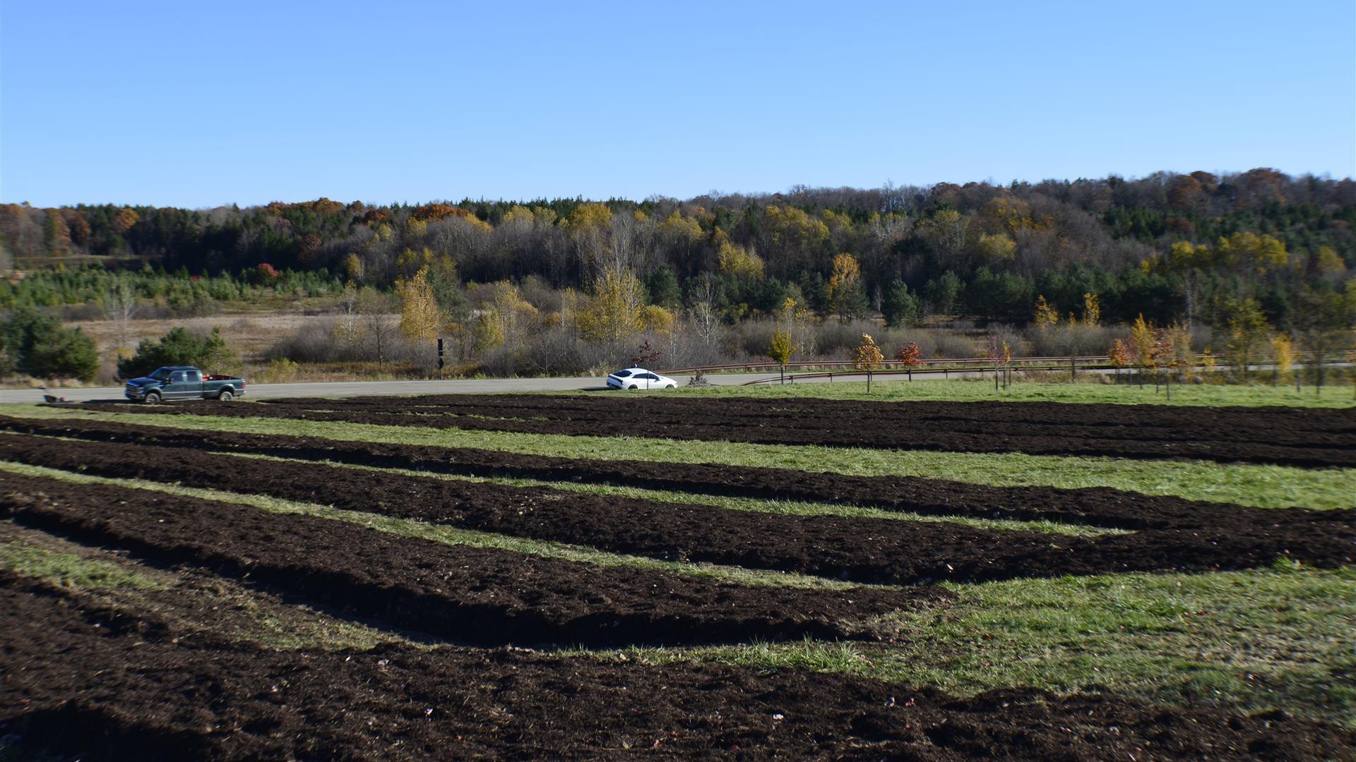 Topsoil spread on ground near young developing trees.