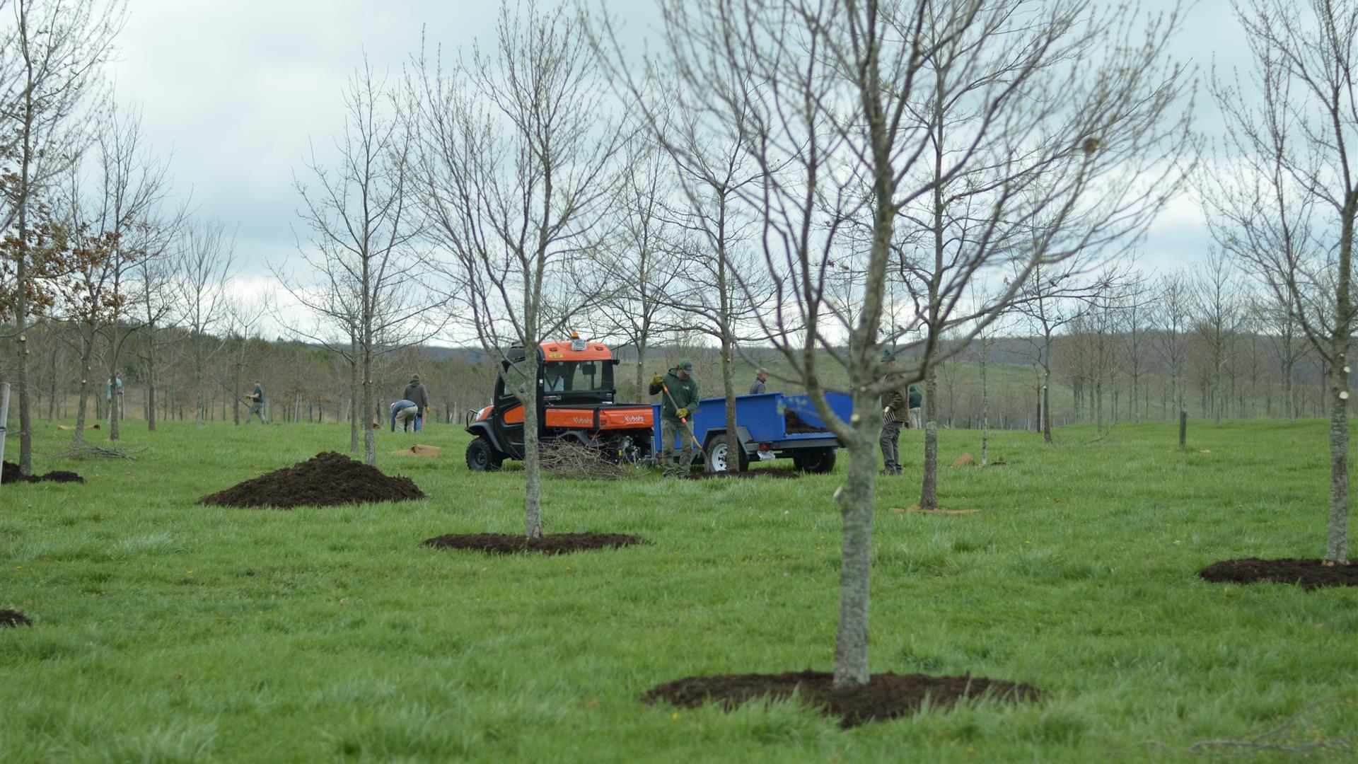 The 40 Memorial Groves getting care and treatment.