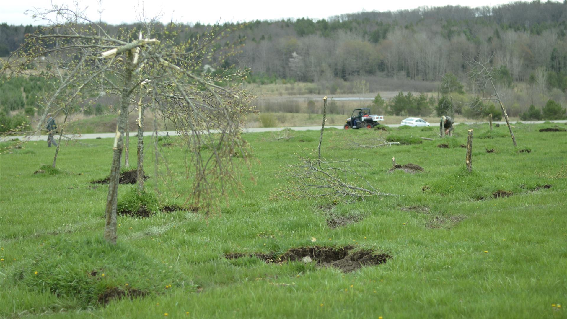 The 40 Memorial Groves under construction.