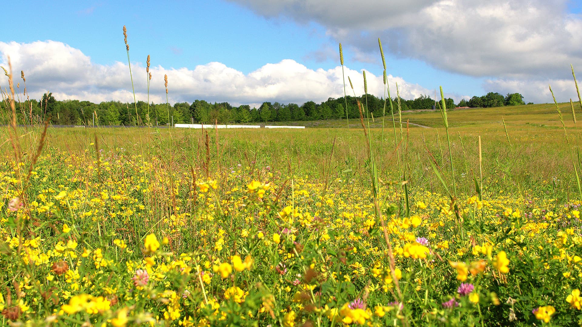 field of yellow flowers